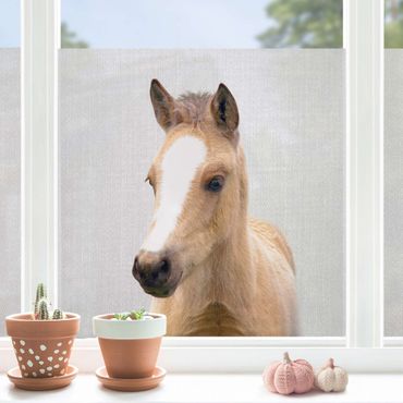 Fensterfolie - Sichtschutz - Baby Pferd Philipp - Fensterbilder