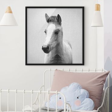 Bild mit Rahmen - Baby Pferd Philipp Schwarz Weiß - Quadrat - 1:1