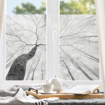 Fensterfolie - Sichtschutz - Baumkronen im Himmel - Fensterbilder