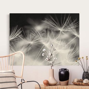 Leinwandbild Natur - Bewegte Pusteblumen Nahaufnahme auf schwarzem Hintergrund - Querformat 4:3