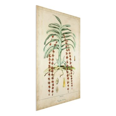 Forex Fine Art Print - Vintage Lehrtafel Exotische Palmen IV - Hochformat 3:2