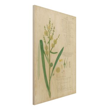 Holzbild - Vintage Botanik Zeichnung Gräser IV - Hochformat 3:2