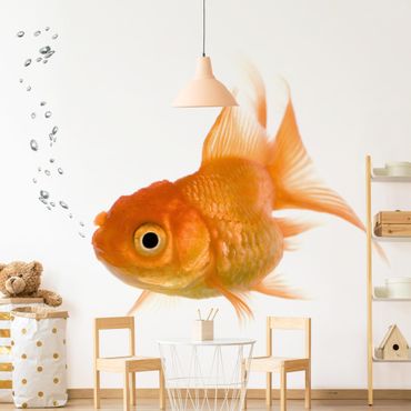 Fototapete - Colourful Fish