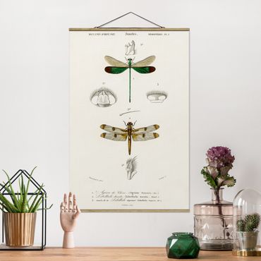 Stoffbild mit Posterleisten - Vintage Lehrtafel Libellen - Hochformat 2:3