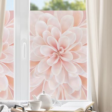Fensterfolie - Sichtschutz - Dahlie in Pastellrosa - Fensterbilder