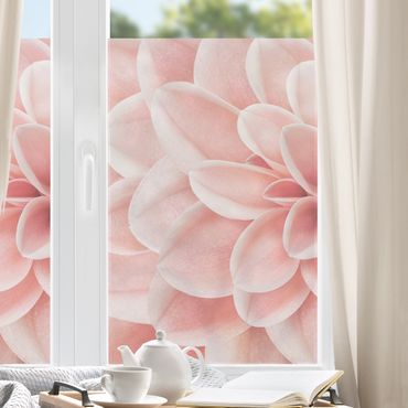 Fensterfolie - Sichtschutz - Dahlie Rosa Blütenblätter Detail - Fensterbilder