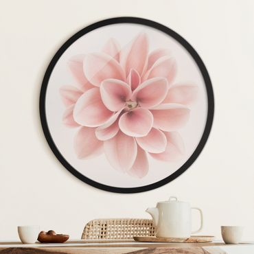 Rundes Gerahmtes Bild - Dahlie Rosa Pastell Blume Zentriert