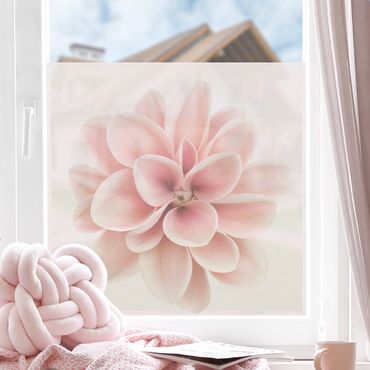 Fensterfolie - Sichtschutz - Dahlie Rosa Pastell Blume Zentriert - Fensterbilder