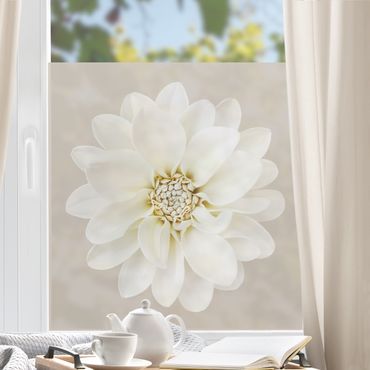 Fensterfolie - Sichtschutz - Dahlie Weiß Taupe Pastell Zentriert - Fensterbilder