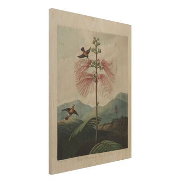 Holzbild - Botanik Vintage Illustration Blüte und Kolibri - Hochformat 4:3