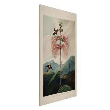 Magnettafel - Botanik Vintage Illustration Blüte und Kolibri - Memoboard Hochformat 4:3