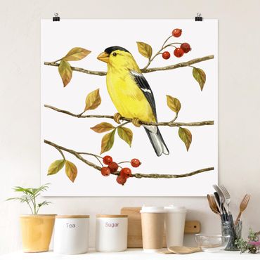 Poster - Vögel und Beeren - Goldzeisig - Quadrat 1:1