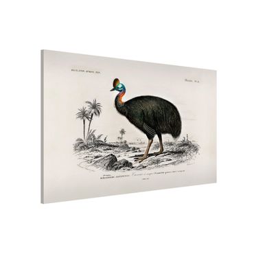 Magnettafel - Vintage Lehrtafel Emu - Memoboard Querformat 2:3