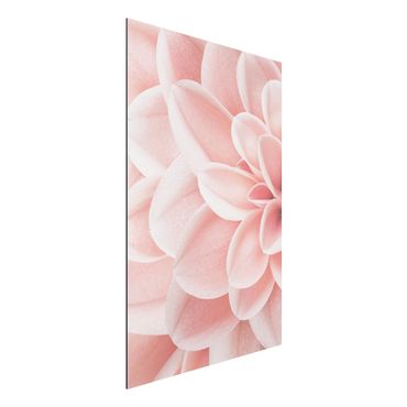 Alu-Dibond - Dahlie Rosa Blütenblätter Detail - Querformat