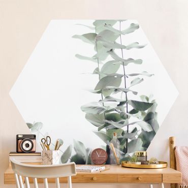 Hexagon Mustertapete selbstklebend - Eukalyptus im Weißen Licht