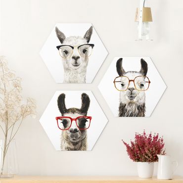 Hexagon Bild Alu-Dibond 3-teilig - Hippe Lamas mit Brille Set I