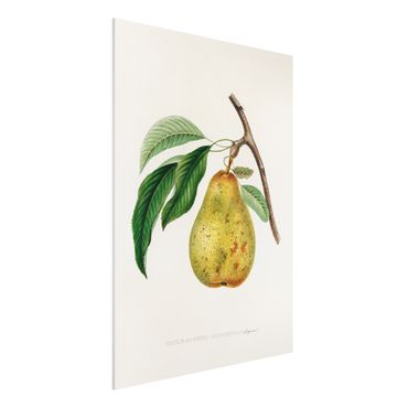 Forex Fine Art Print - Botanik Vintage Illustration Gelbe Birne - Hochformat 4:3
