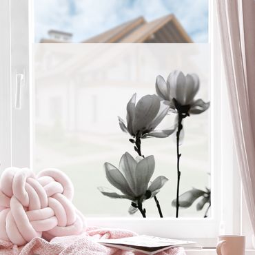 Fensterfolie - Sichtschutz - Frühlingsbote Magnolie Schwarz Weiß - Fensterbilder
