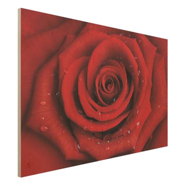 Holzbild - Rote Rose mit Wassertropfen - Quer 3:2