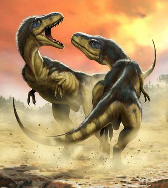Fototapete - Albertosauruses Fight