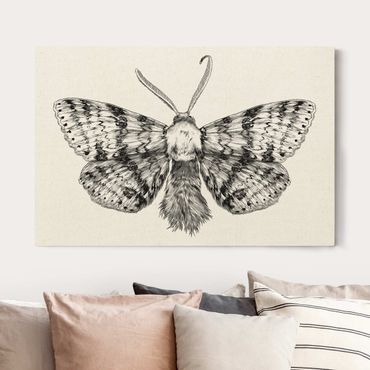 Leinwandbild Natur - Illustration fliegende Motte Schwarz - Querformat 3:2