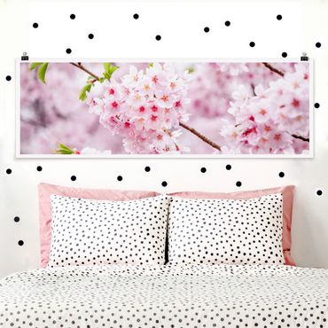 Poster - Japanische Kirschblüten - Panorama 3:1