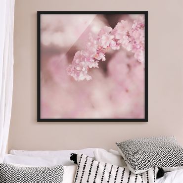Bild mit Rahmen - Kirschblüte im Violetten Licht - Quadrat