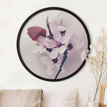 Rundes Gerahmtes Bild - Kirschblütenzweig Altrosa