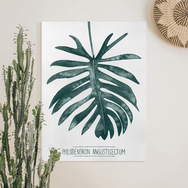 Leinwandbild - Smaragdgrüner Philodendron Angustisectum - Hochformat 4:3