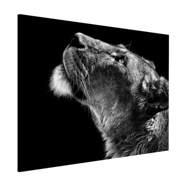 Magnettafel - Portrait einer Löwin - Memoboard Querformat 3:4