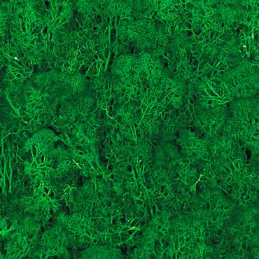 Akustikpaneel - Mooswand fichtengrün 52x52 cm