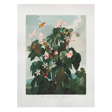 Leinwandbild - Oblique leafed Begonia