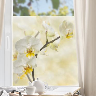 Fensterfolie - Sichtschutz - Orchideen Zweig - Fensterbilder