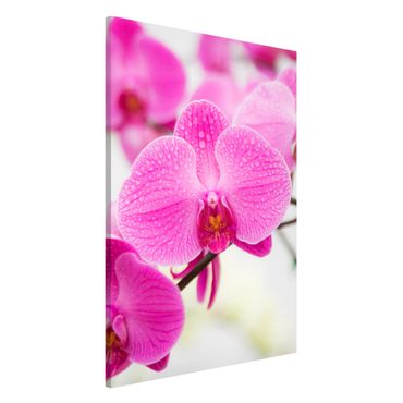 Magnettafel - Nahaufnahme Orchidee - Blumenbild Memoboard Hoch