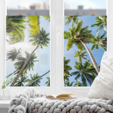 Fensterfolie - Sichtschutz - Palmen Himmel - Fensterbilder