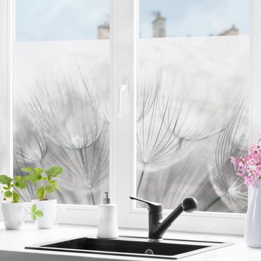Fensterfolie - Sichtschutz - Pusteblumen Makroaufnahme in schwarz weiß - Fensterbilder