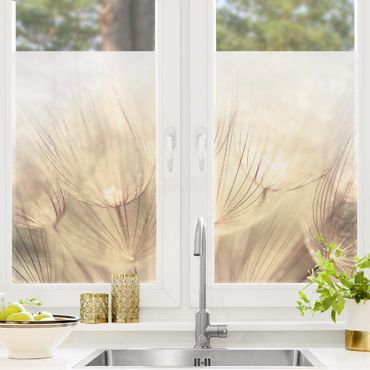 Fensterfolie - Sichtschutz - Pusteblumen Nahaufnahme in wohnlicher Sepia Tönung - Fensterbilder