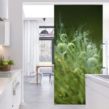 Raumteiler - Grüne Samen im Regen - 250x120cm