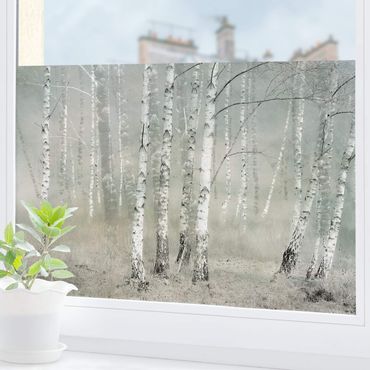 Fensterfolie - Sichtschutz - Ruhender Birkenwald - Fensterbilder