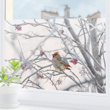 Fensterfolie - Sichtschutz - Seidenschwanz im Baum - Fensterbilder
