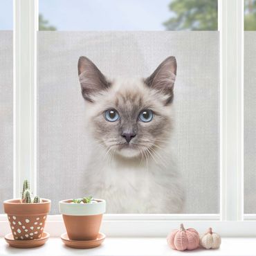 Fensterfolie - Sichtschutz - Siamkatze Sibylle - Fensterbilder