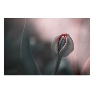 Leinwandbild - Sinnliche Tulpe - Querformat 3:2