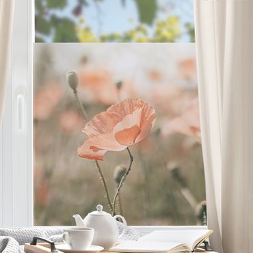 Fensterfolie - Sichtschutz - Sonnengeküsste Mohnfelder - Fensterbilder