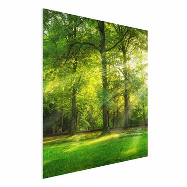 Forex Fine Art Print - Spaziergang im Wald - Quadrat 1:1