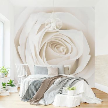 Fototapete Pretty White Rose
