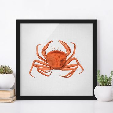 Bild mit Rahmen - Vintage Illustration Rote Krabbe - Quadrat - 1:1