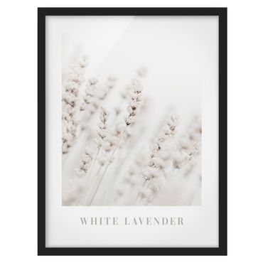 Bild mit Rahmen - White Lavender