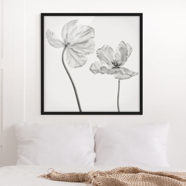 Bild mit Rahmen - Zwei zarte weiße Tulpen - Quadrat