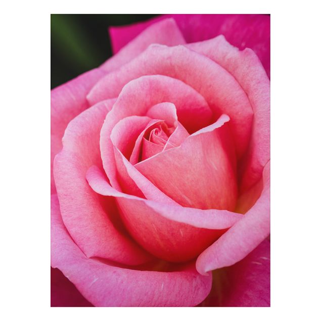 Foto auf Alu Dibond Pinke Rosenblüte vor Grün
