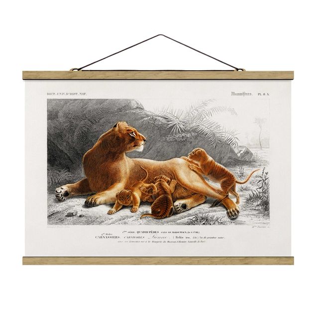 Stoffbild mit Posterleisten - Vintage Lehrtafel Löwin und Löwenbabies - Querformat 3:2